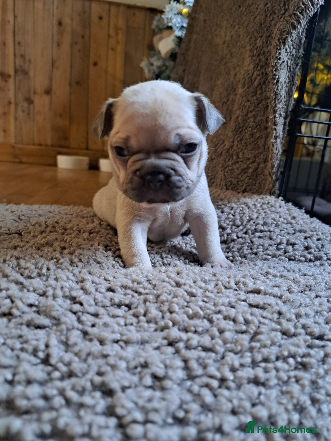 French Bulldog dogs for sale: French bulldog puppies  - Advert 4