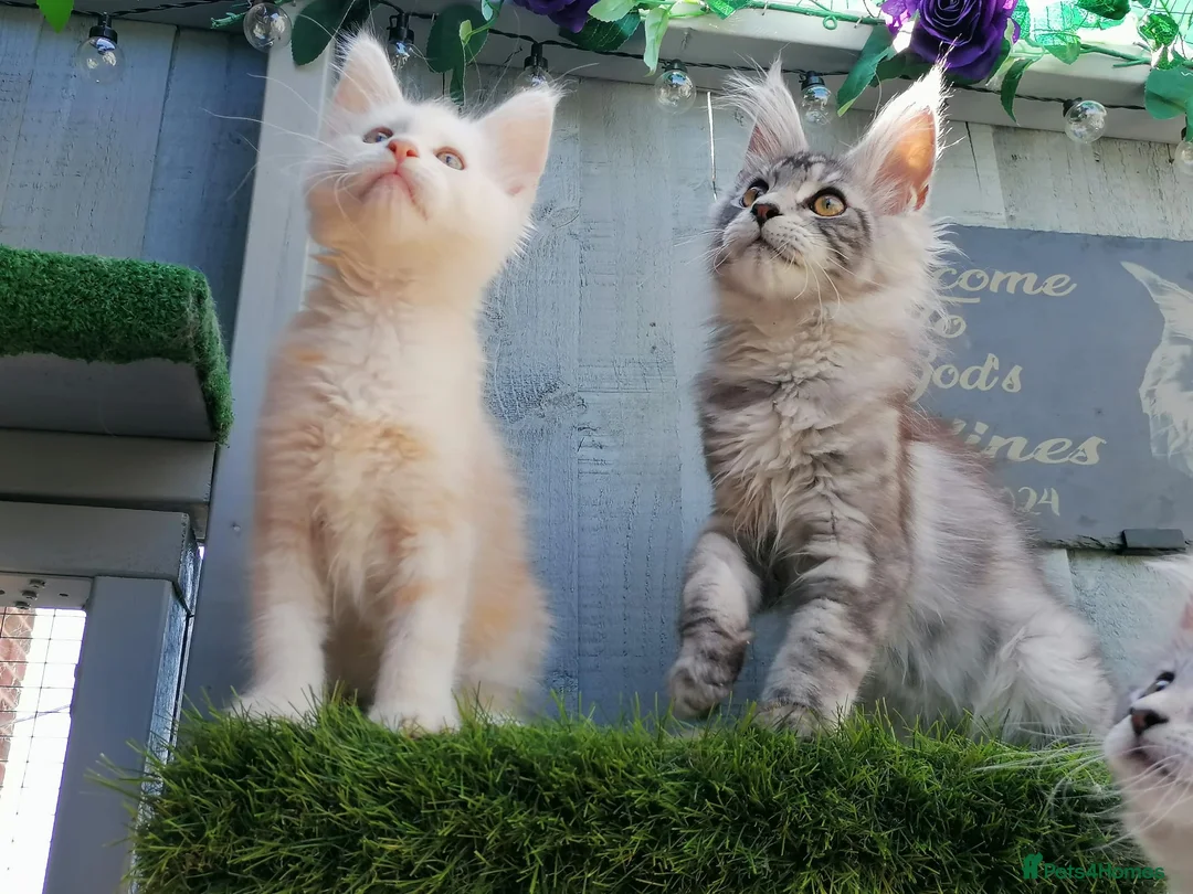 Maine Coon cats for sale: Beautiful female smoked tortie - Advert 6