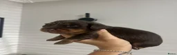 Miniature Dachshund dogs for sale: Beautiful miniature dachshunds💗💗💗🩵🩵 - Advert 5