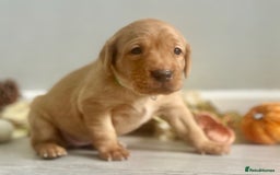 Labrador Retriever dogs for sale: Yellow Labrador Puppies - Image 35