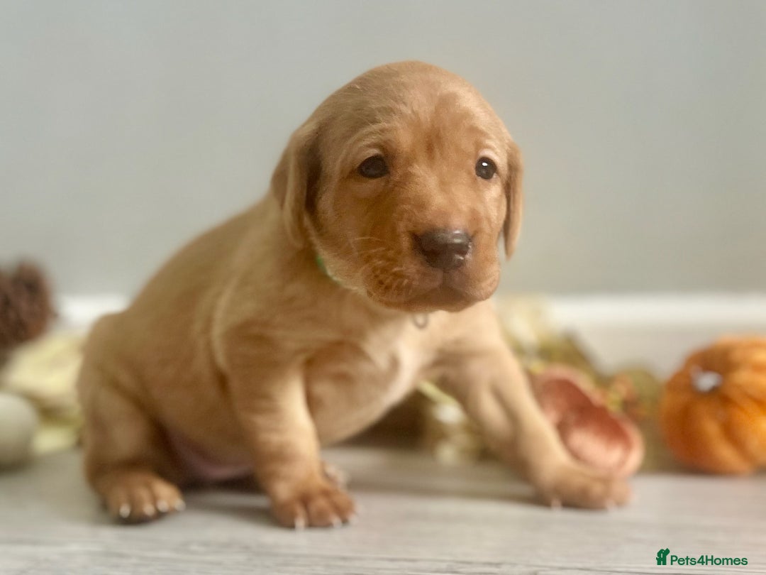 Labrador Retriever dogs for sale: Yellow Labrador Puppies - Image 35