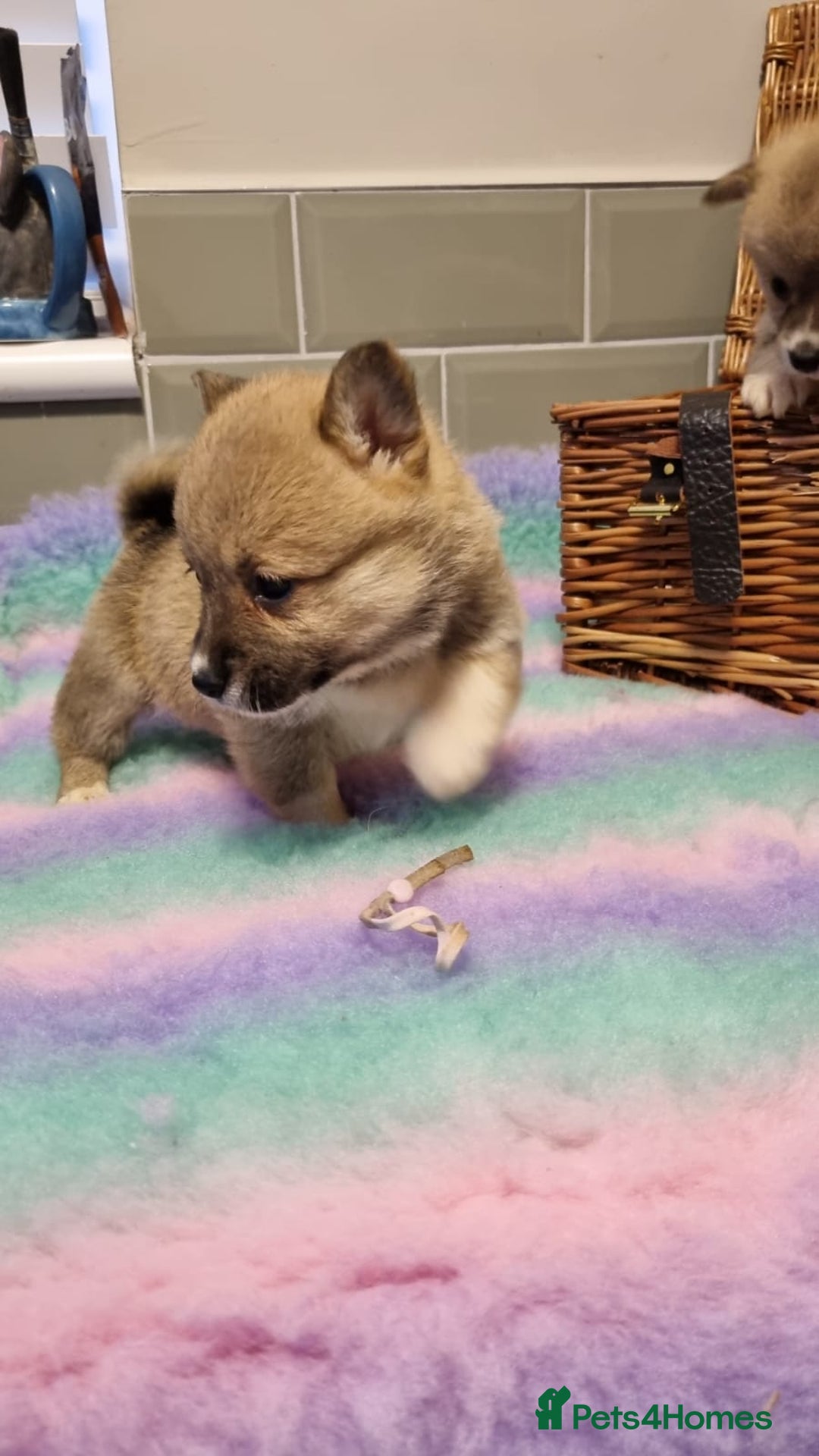 Mixed Breed dogs for sale: Corgi-Inus 💙 Just 1 BOY LEFT - Image 14