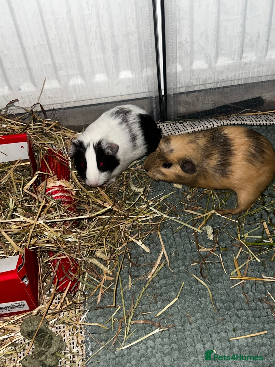 Guinea Pig rodents for sale: Male guinea pigs x3 - Advert 6
