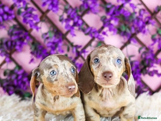 Miniature Dachshund dogs - Advert 17