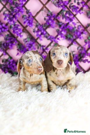 Miniature Dachshund dogs - Advert 11