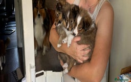 Shetland Sheepdog dogs for sale: Purebred Shetland Sheepdog Puppies - Image 12