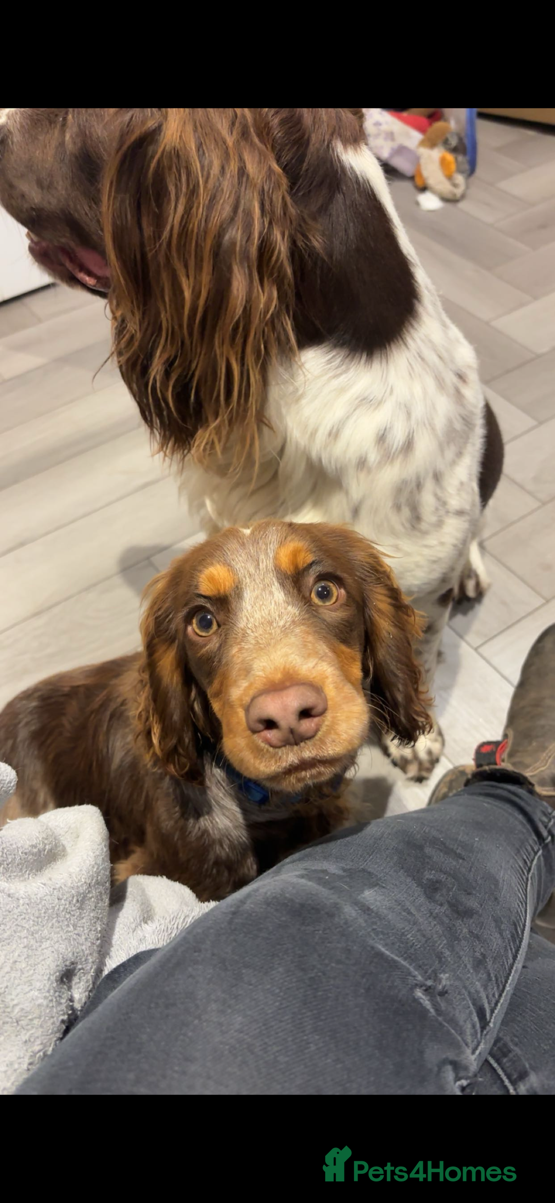 Cocker Spaniel dogs for sale: 10 month old male cocker in High Wycombe - Advert 5