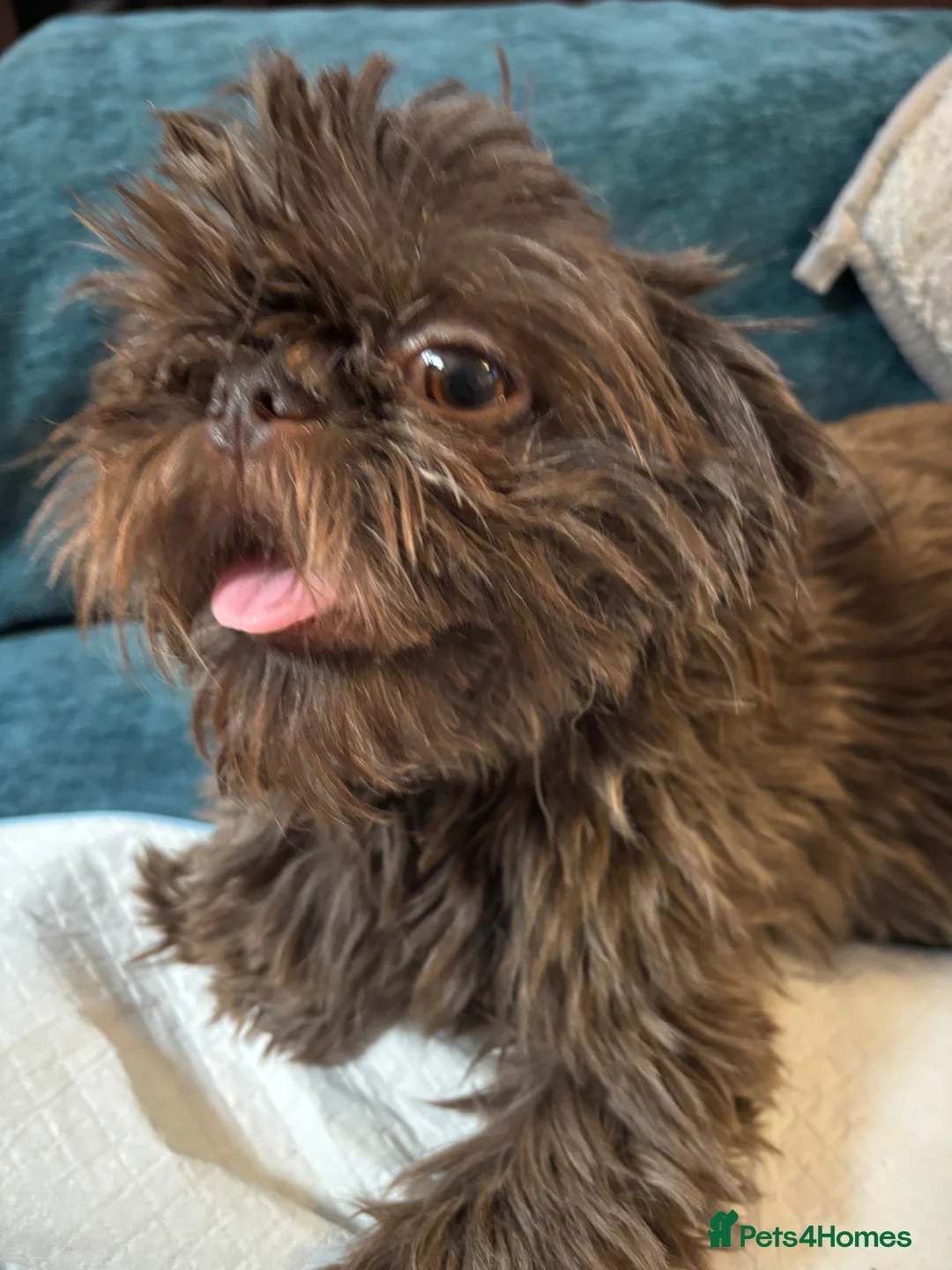 Mixed Breed dogs for sale: Imperial shitzu - Advert 2