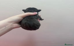 French Bulldog dogs for sale: Fluffy FrenchBulldogs - Image 9