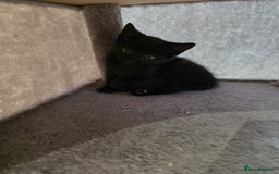 Mixed Breed cats for sale: 5 Beautiful Kittens - Image 12