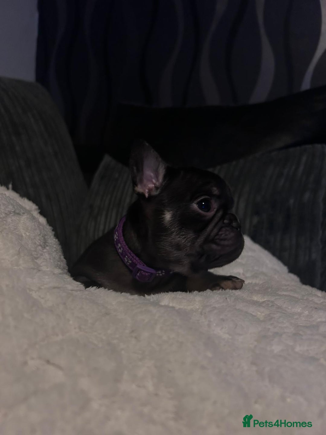 French Bulldog dogs for sale: 6 beautiful French bulldogs  - Advert 8