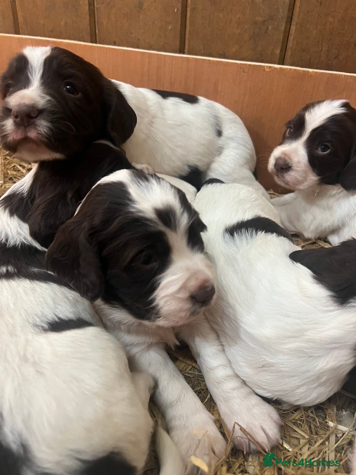 English Springer Spaniel dogs Working English Springer Spaniel pups - Advert 3