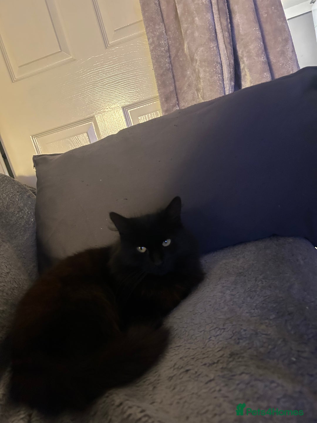 Mixed Breed cats for sale: 4 Loving Cats Seeking Forever Homes - Image 24