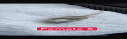 Mouse rodents for sale: Baby mice  - Advert 29