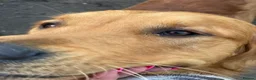 Golden Retriever dogs for stud: Proven Golden Retreiver for stud  in Hassocks - Advert 8