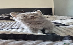 Persian cats for sale: Beautiful persian kittens  - Image 4