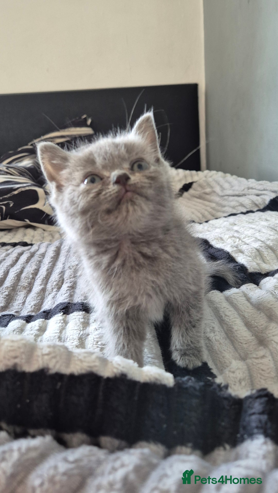 Persian cats for sale: Beautiful persian kittens  - Image 4