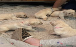 Golden Retriever dogs for sale: Golden retriever puppies  - Image 26