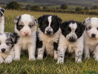 Border Collie dogs Beautiful Border Collies, proven agility obedience - Advert 11