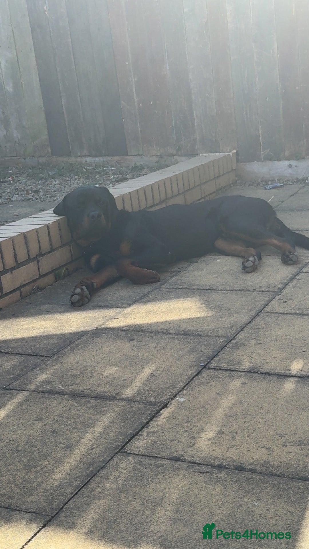 Rottweiler dogs MALE ROTTIE - Advert 5