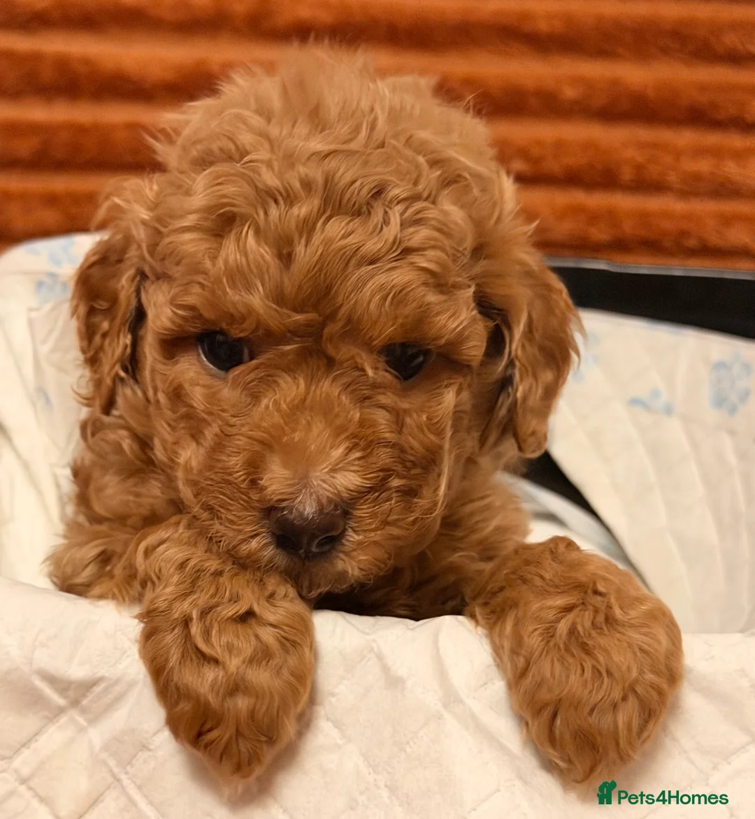 Cockapoo dogs for sale: Five Cockapoo all female  - Advert 1