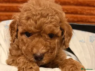 Cockapoo dogs Five Cockapoo all female - Advert 1