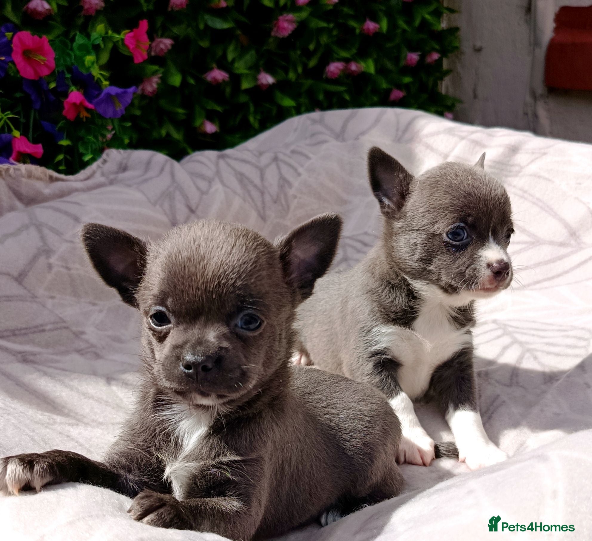 Chihuahua dogs STUNNING LITTLE PUPS KC REG 2 GIRLS  - Advert 1