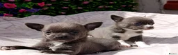 Chihuahua dogs for sale:  READY NOW KC REG 2 GIRLS HEALTH TESTED  - Advert 10