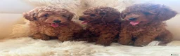 Toy Poodle dogs for sale: Kc registered toy poodle  in Faversham - Advert 3