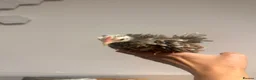 Chickens poultry for sale: BANTAM Serama Chickens Frizzled  in Waltham Cross - Advert 5