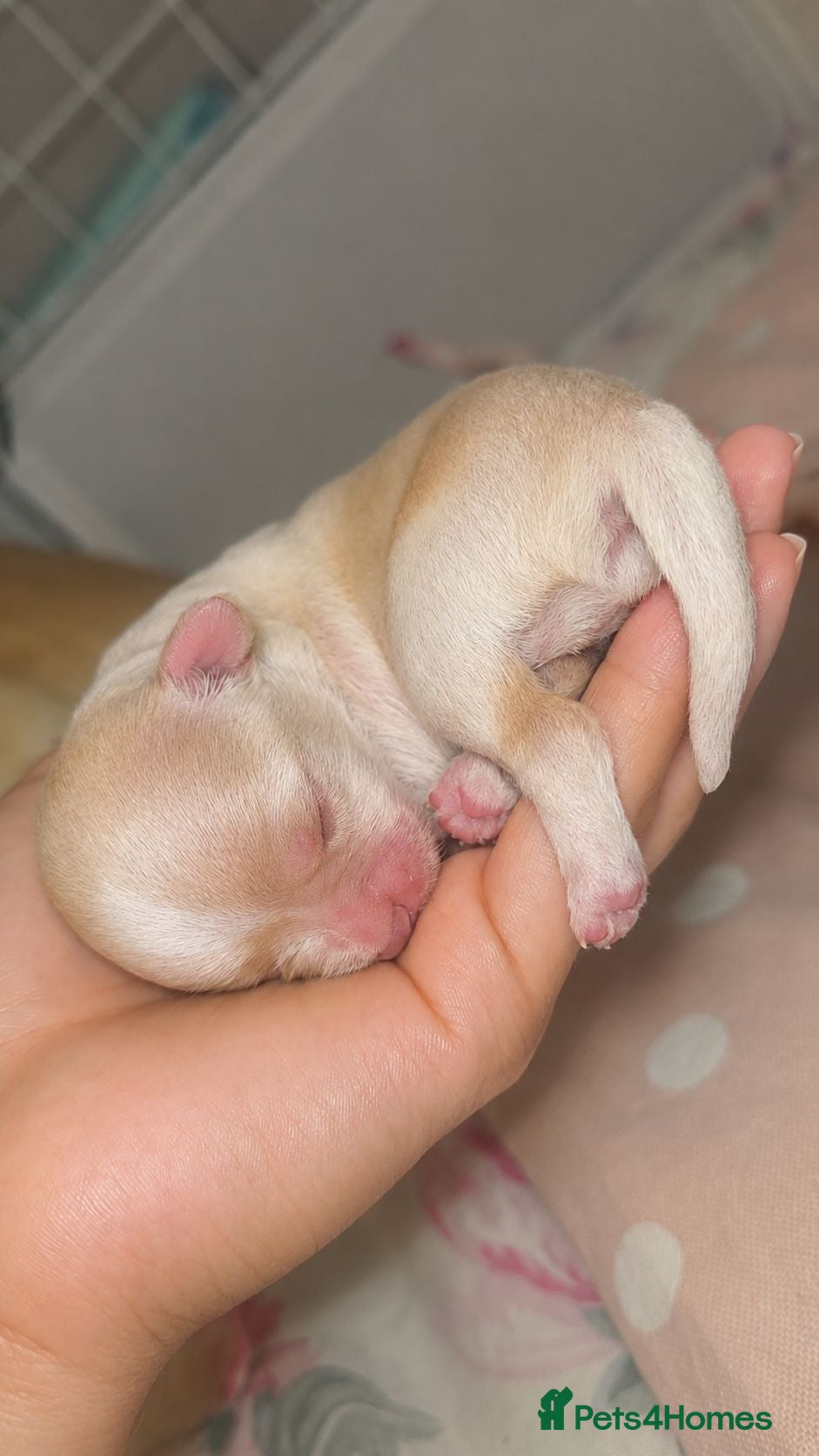 Chihuahua dogs Adorable Tiny Chihuahua Puppies Ready Soon - Advert 6
