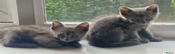 Mixed Breed cats for sale: British short-hair x British blue  - Advert 5
