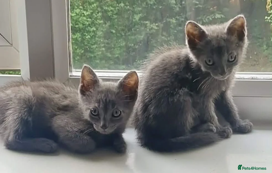 Mixed Breed cats for sale: British short-hair x British blue  - Advert 5