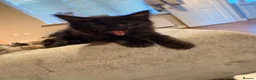 Mixed Breed cats for sale: 2 kittens for sale - Advert 5