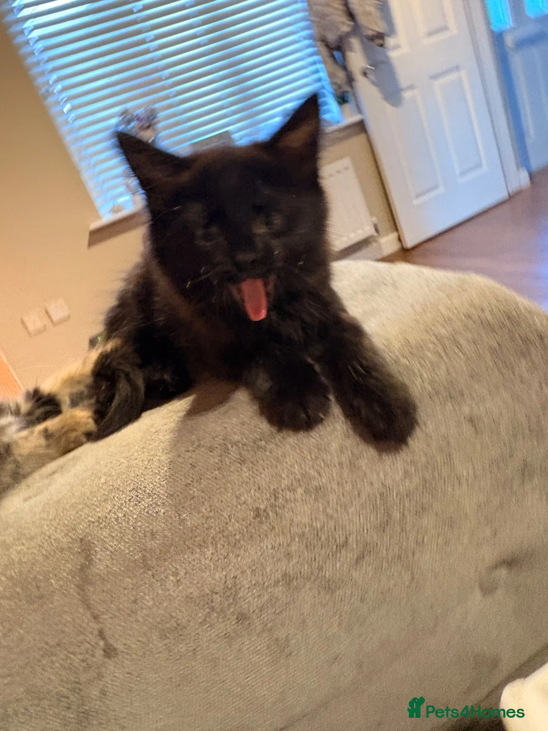 Mixed Breed cats for sale: 2 kittens for sale - Advert 5