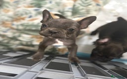 French Bulldog dogs for sale: KC Registered French Bulldog puppies ready to go - Image 29