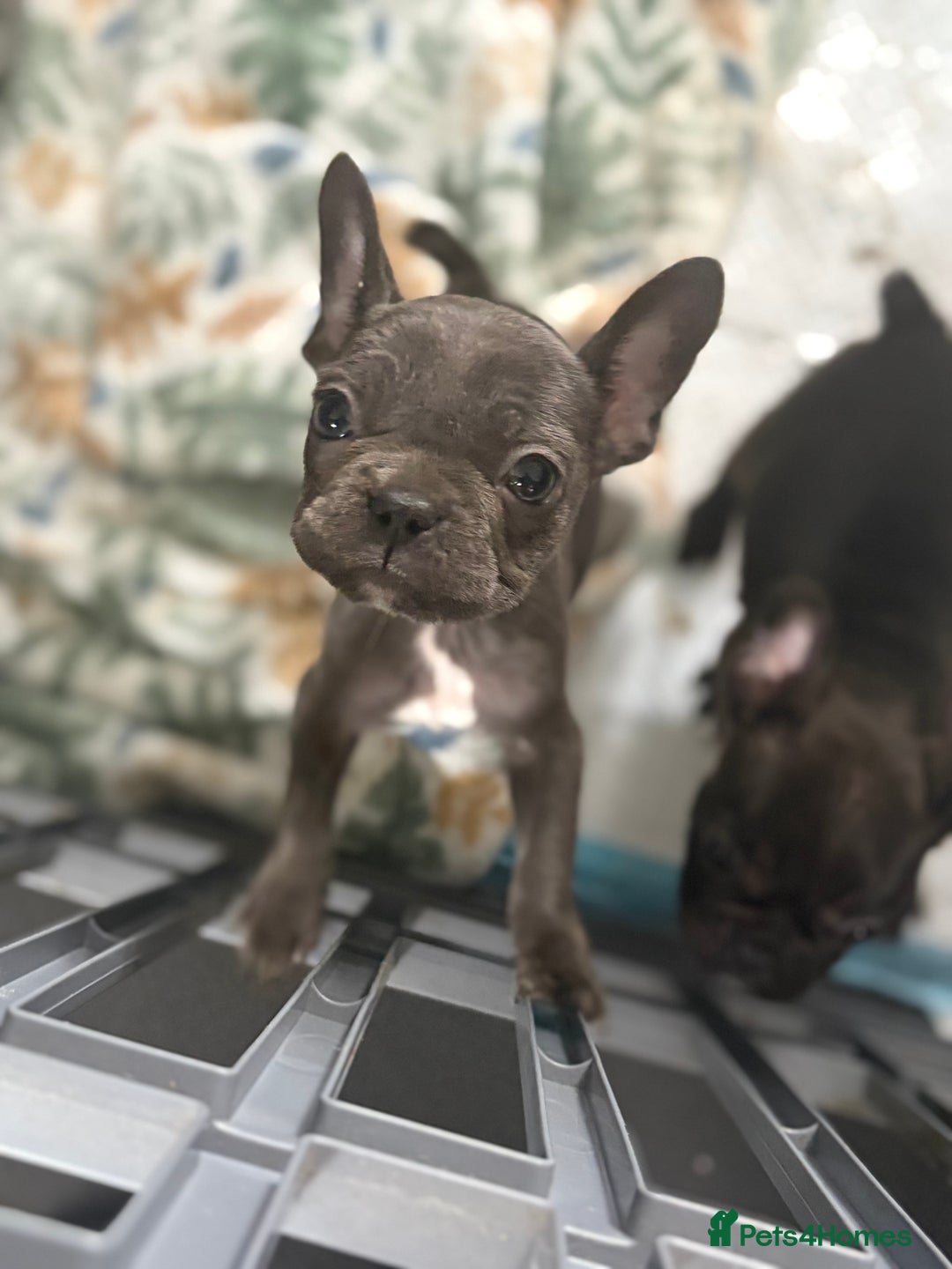 French Bulldog dogs for sale: KC Registered French Bulldog puppies ready to go - Image 29