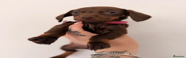 Miniature Dachshund 2