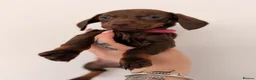 Miniature Dachshund dogs for sale: Miniature dachshunds looking for new home!! - Advert 7