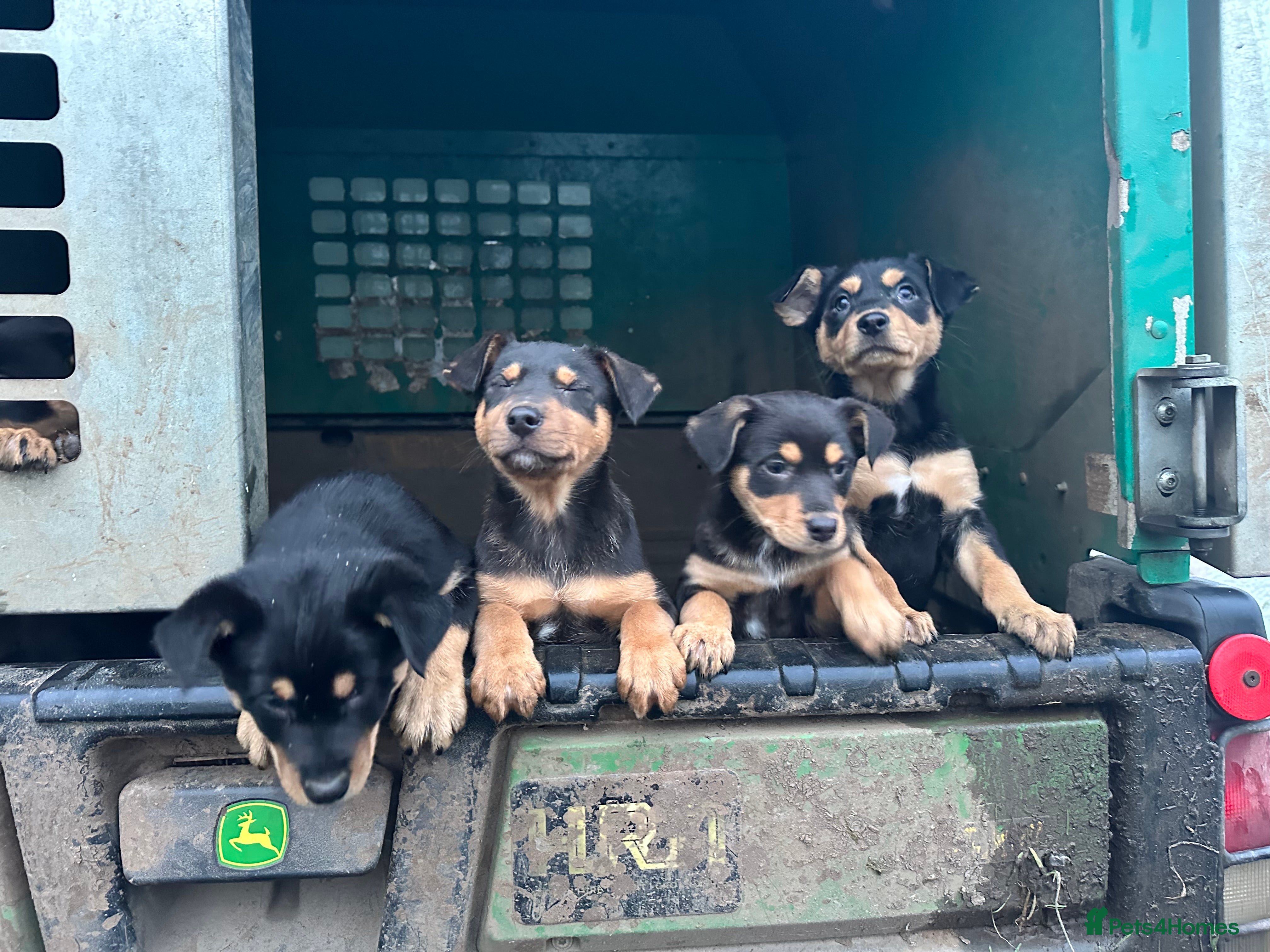 Australian Kelpie dogs Australian Kelpie Puppies - Advert 1