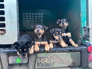 Australian Kelpie dogs Australian Kelpie Puppies - Advert 1