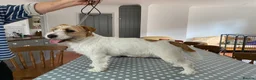 Jack Russell dogs for sale: K.C Registered Jack Russell puppies - Advert 3