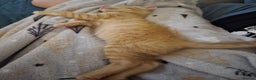 Mixed Breed cats for sale: Pretty Ginger Girl - Advert 10