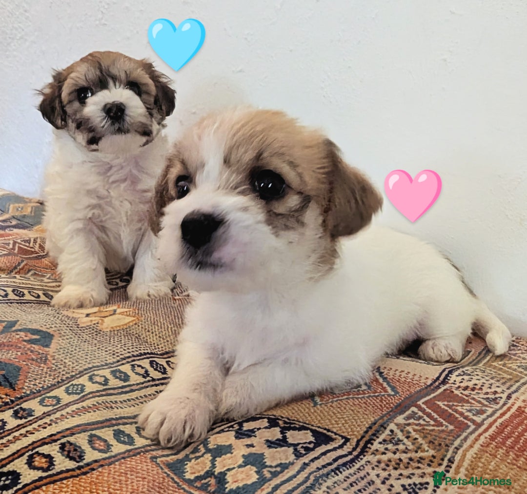Cavachon dogs for sale: Cavachon Puppies - excellent example!  - Image 2