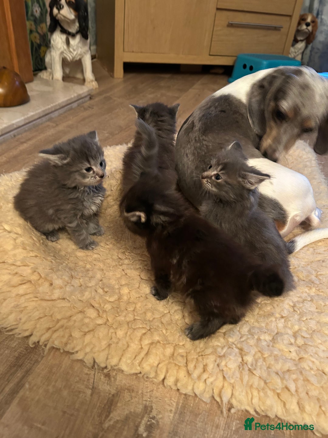 Mixed Breed cats for sale: Adorable kittens - Advert 9