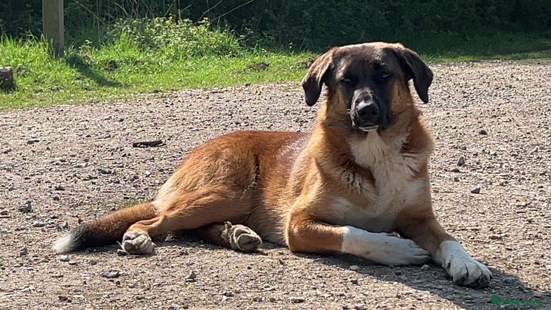 Anatolian Shepherd dogs A Dam for breeding (Gee) - Advert 1