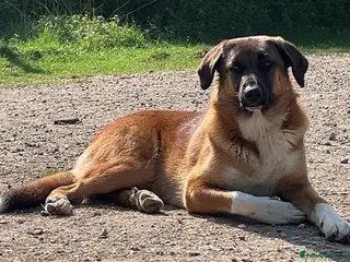 Anatolian Shepherd dogs A Dam for breeding (Gee) - Advert 1