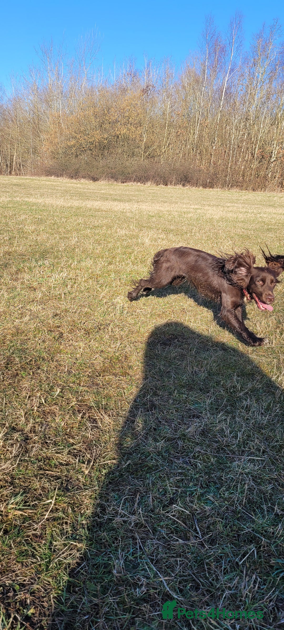 Mixed Breed dogs for sale: Beautiful Female sproker  - Image 1