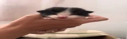 Mixed Breed cats for sale: Beautiful black and white boy looking for a home. in Newark - Advert 4