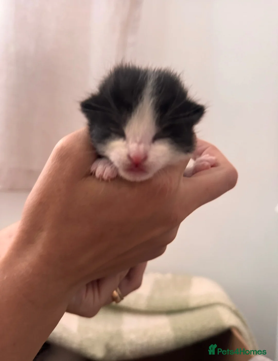Mixed Breed cats for sale: Beautiful black and white boy looking for a home. in Newark - Advert 4
